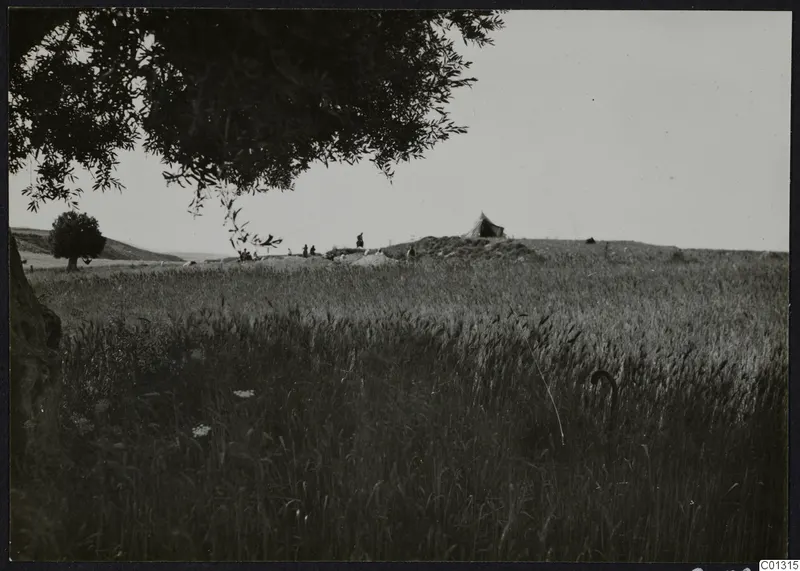 Wheat field at Marion with olive branches overhead, a tent on a low mound, and small figures of people beyond