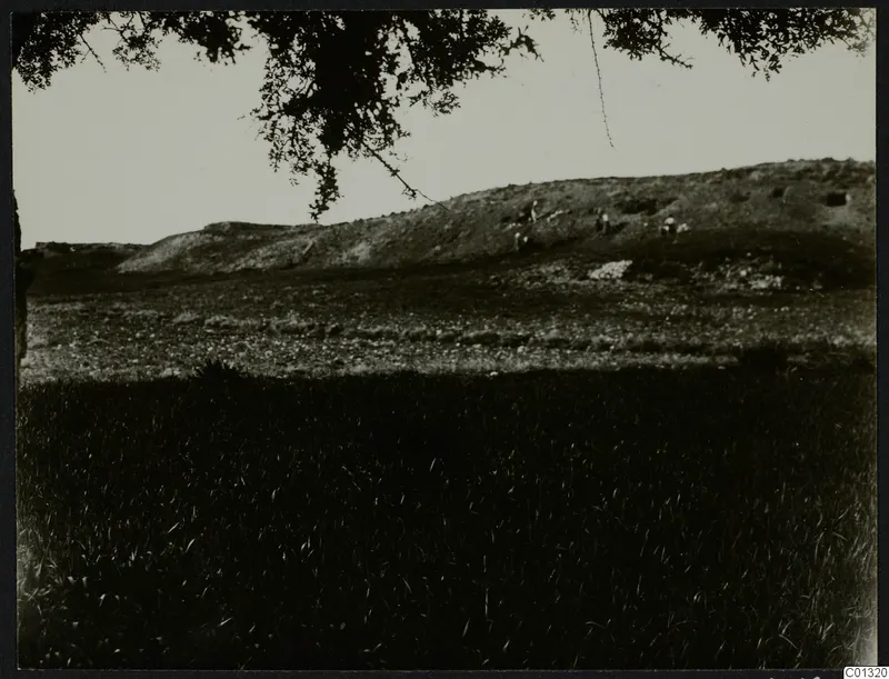 Landscape at Marion with a low grassy ridge, dark grass in the foreground and tree branches across the top