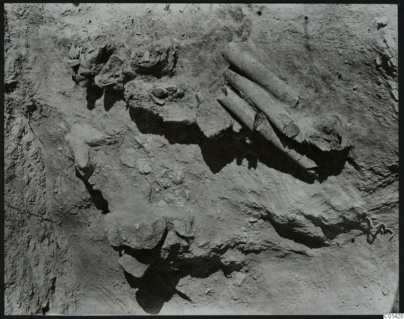Excavated soil at Ayios Iakovos with long bones lying diagonally in the ground beside stones