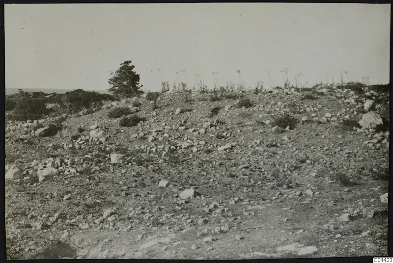 Rocky hillside with scattered stones, shrubs and a windblown tree at Nitovikla on the Karpas Peninsula.