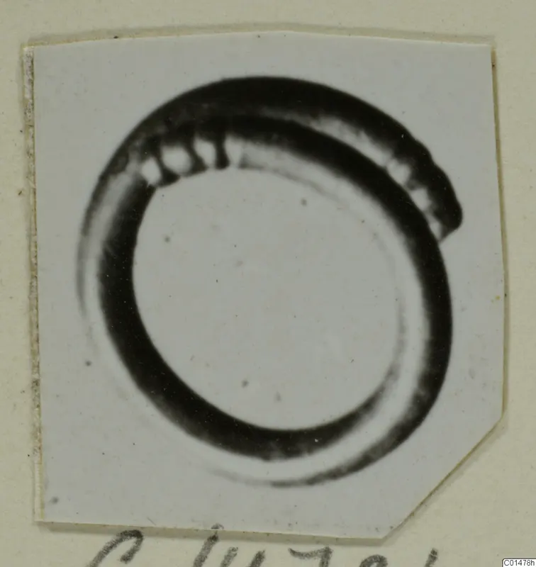 Ring from Tomb 60 at Marion, a dark looped band with a notched upper edge, on a card mount