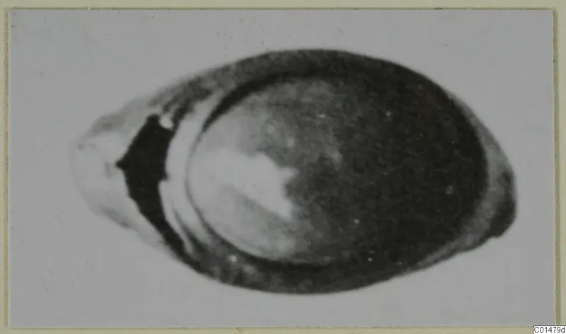 Blurred photograph of a single oval object with a dark rim and a pale patch inside.
