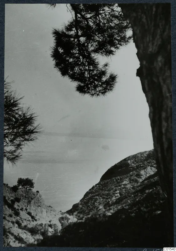 Pine branches frame a view over a rocky hillside down to the sea at Vouni