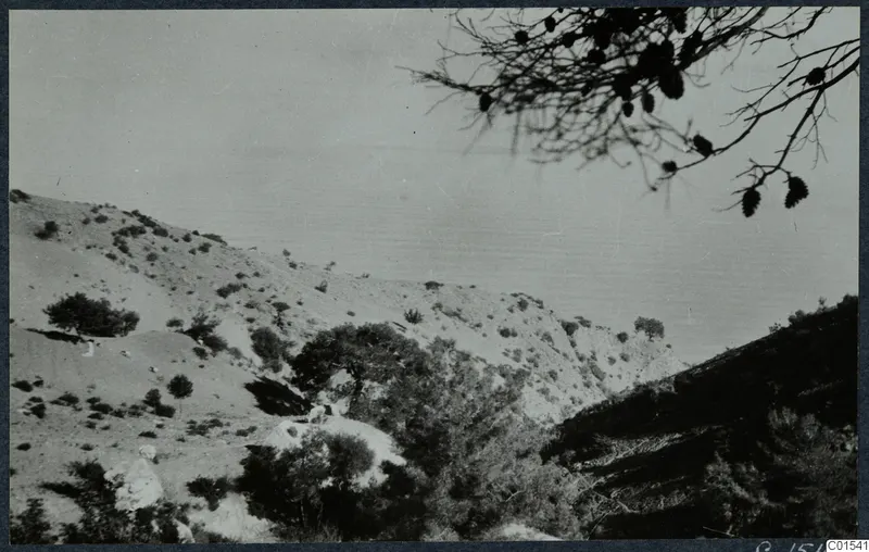 Steep scrub-covered hillside at Vouni, with the sea beyond and a pine branch with cones in the upper right