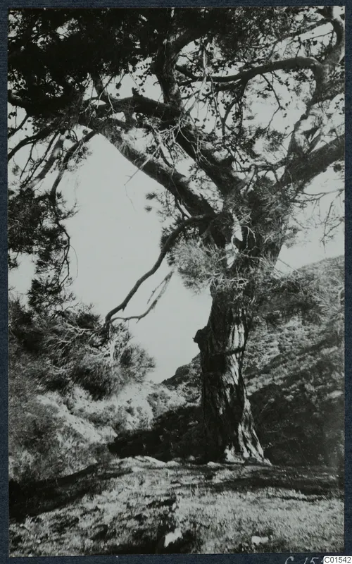 Large spreading tree on a grassy slope at Vouni, with hills rising behind it.