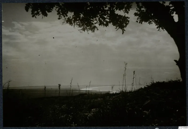 View over a bay from a grassy slope, framed by a tree branch, in the Paphos area