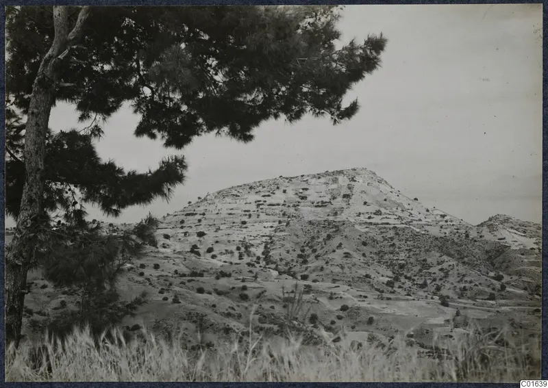 View of Vouni hill from the west, with a pine tree in the foreground.
