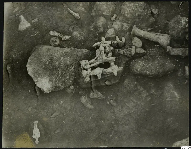 In situ bones and stones during excavation at Ayia Irini, seen from above