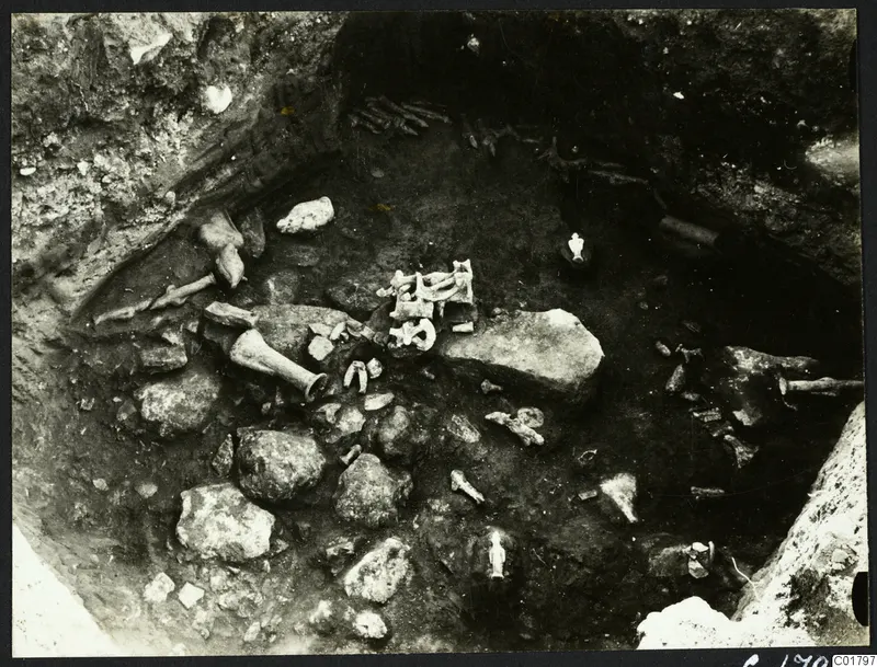 In situ finds in an excavation pit at Ayia Irini, with bones, scattered stones and small figurines.