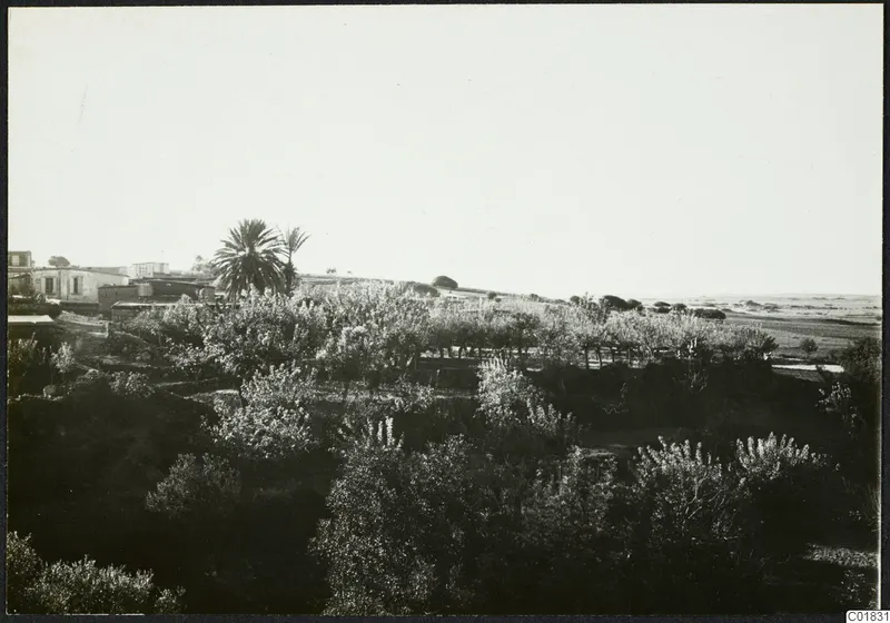 Landscape view of orchard trees and a palm grove with low buildings at Ayia Irini, with open flat ground beyond.