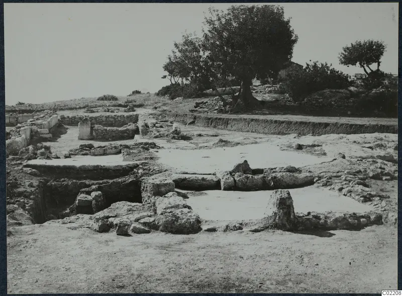 Excavated foundations and wall remains at Vouni, with an olive tree rising behind them on a hillside.