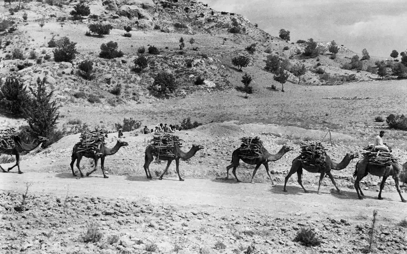 Caravan of camels loaded with brushwood walks along a dirt track below a rocky hillside near Ayios Iakovos