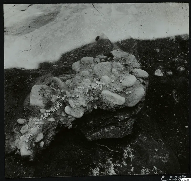 Excavated earth mound at Amathus with rounded stones and many small pale rings scattered across its surface
