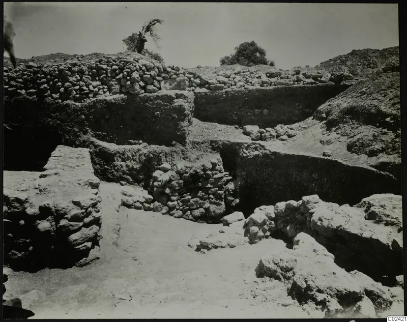 Excavated stone walls and earth terraces at the temenos at Ayia Irini, with small trees on the skyline
