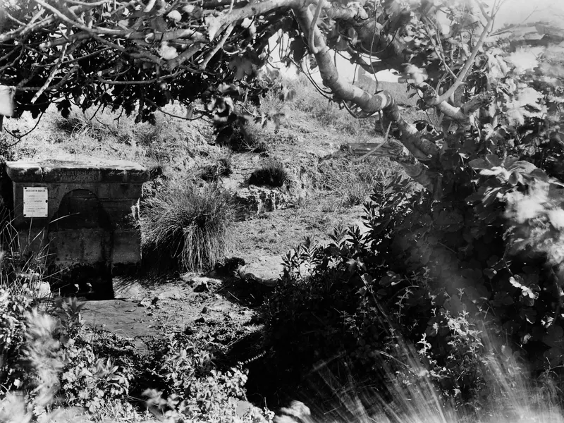 Cult tree and spring at Syrianochori, with a stone spring structure below a large overhanging tree