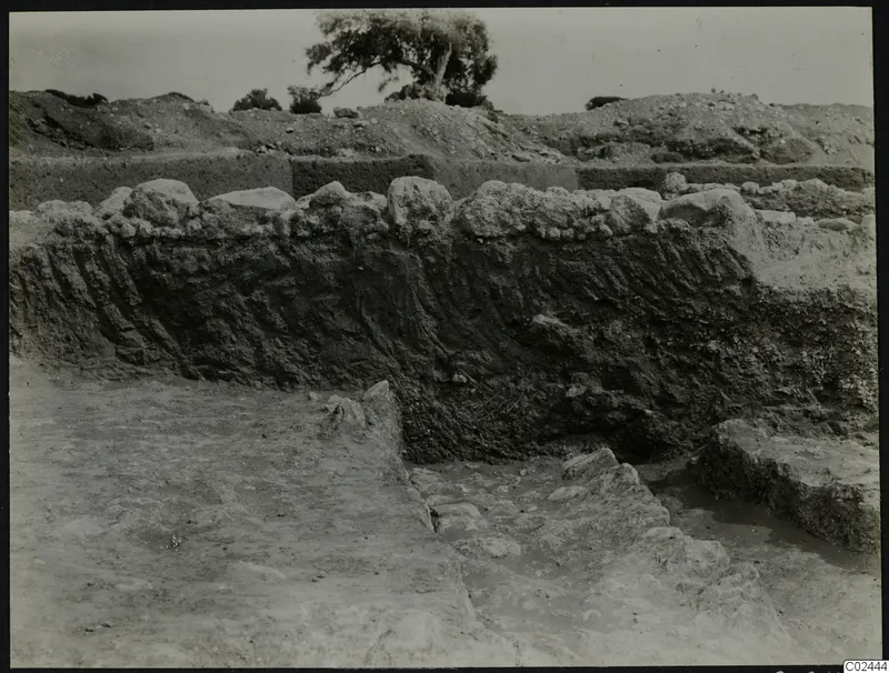 Excavation at Ayia Irini showing a tall layered soil section, stones along its top edge, and a tree on spoil heaps behind