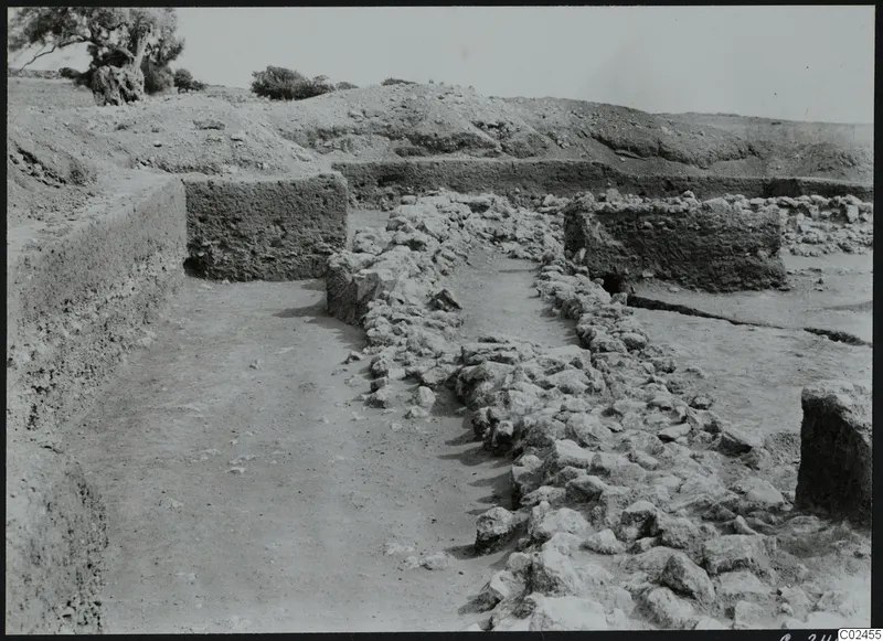 Excavated area at Ayia Irini with a line of stones, low walls and a tree on the slope beyond