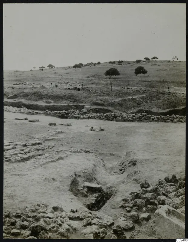 Excavation at Ayia Irini with lines of stone foundations, an open cutting in the earth, and trees on the slope behind.