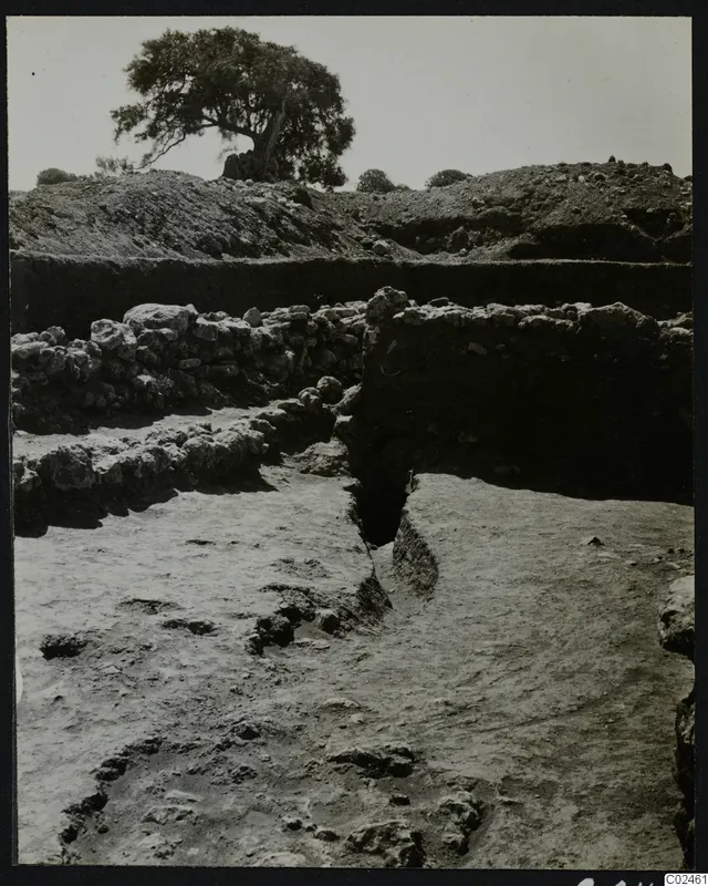 Excavation at Ayia Irini with rough stone walls, a dug trench and a tree on the spoil heap behind