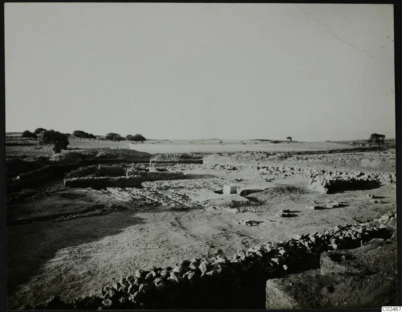 Temenos topography at Ayia Irini: low stone walls and excavated ground, with trees in the distance