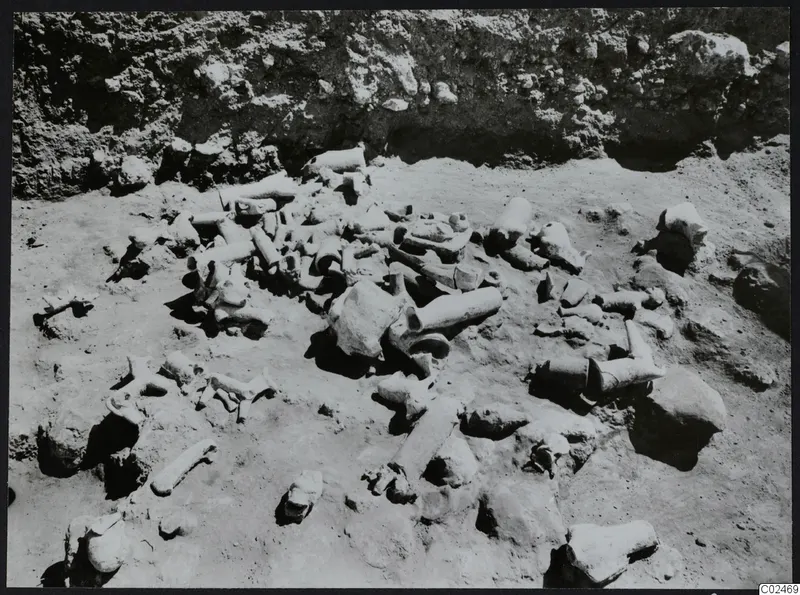 In situ finds at Ayia Irini: a scatter of bone fragments and stones on excavated ground below a soil face
