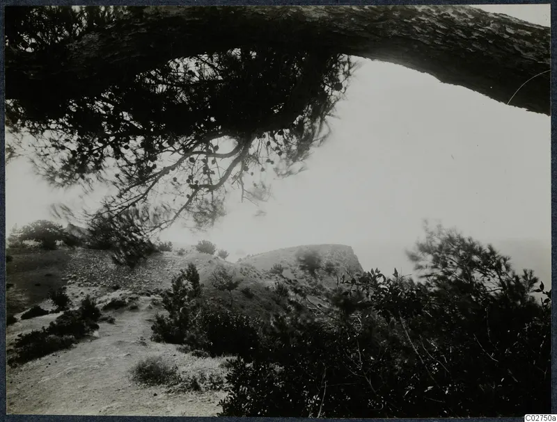 Vouni topography: a rocky hillside with scattered stones and pine trees, a pine branch framing the view