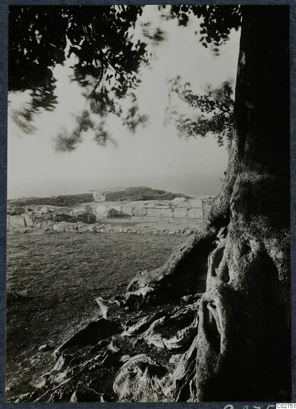 Ruined stone walls of the palace at Vouni seen past the trunk and exposed roots of a large tree