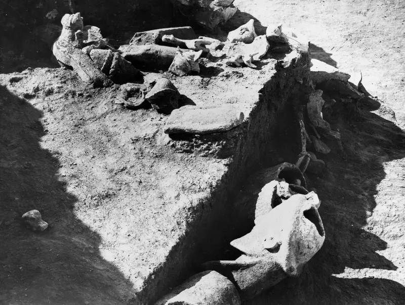 Statue fragments lying in an excavated trench at Mersinaki, seen from above