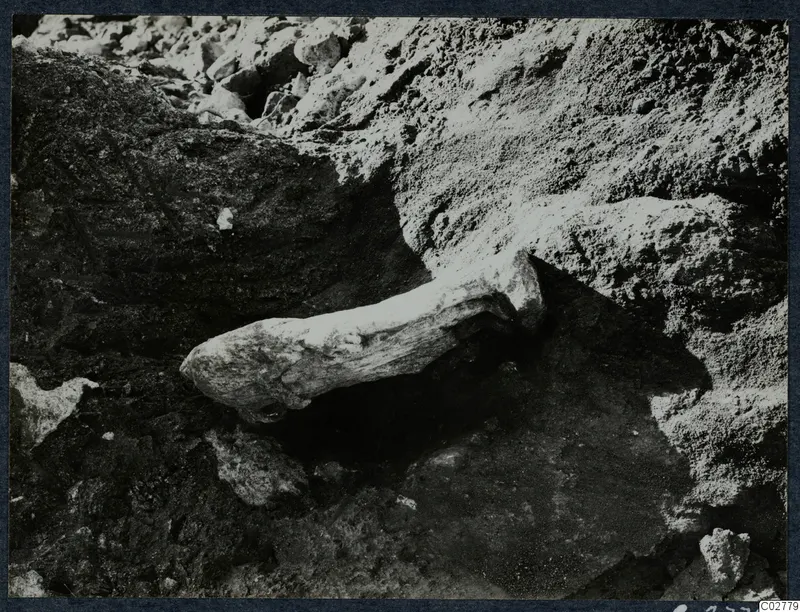 Pale stone sculpture fragment lying in situ in soil at the Mersinaki excavation