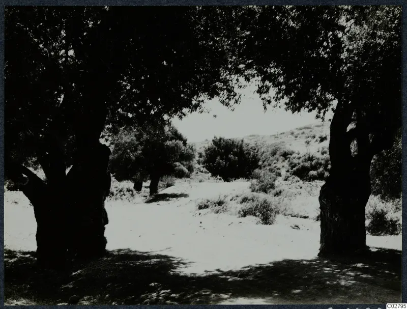 Two large trees frame a scrubby hillside along the road to Vouni