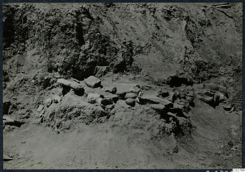 Stone sculpture fragments emerging from the soil in Square H 19-21 at Ayia Irini.