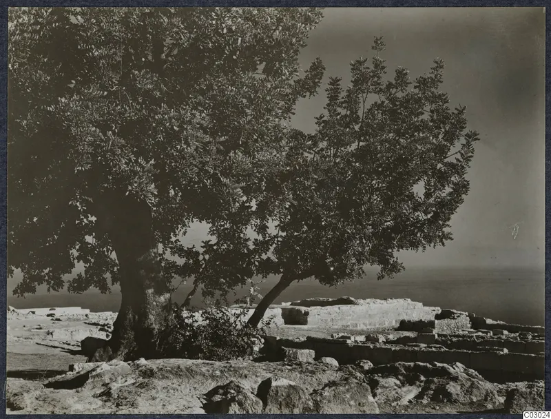 Trees beside low stone walls and rock on a hilltop at Vouni, with the sea beyond