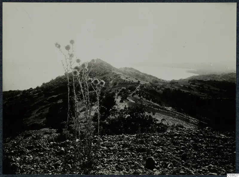 Stony hillside with spiny thistle-like plants in the foreground, a scrubby ridge, and a bay of water at Vouni