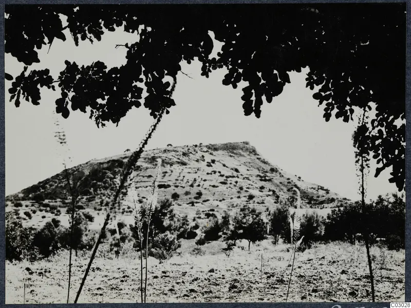 Vouni Palace hill seen through overhanging tree branches, with tall flowering plants in the foreground