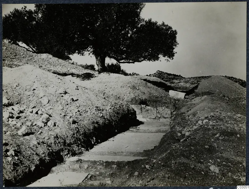Excavation at the palace at Vouni, with a stone-paved passage running between earth banks under a tree