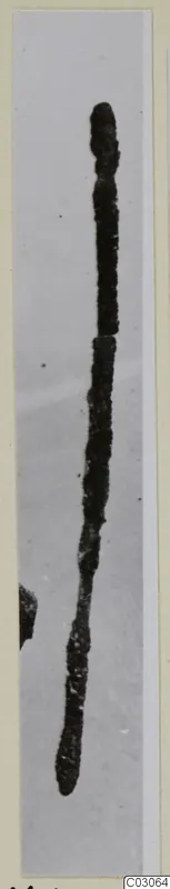 Long corroded bronze pin photographed upright