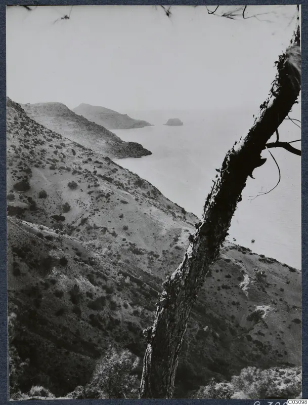 Steep scrubby hillsides falling to a calm sea, with a leaning tree trunk in the right foreground at Vouni.