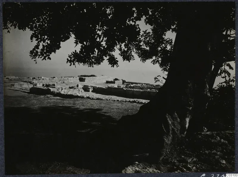 Low ruined stone walls at Vouni seen through the branches of a large tree