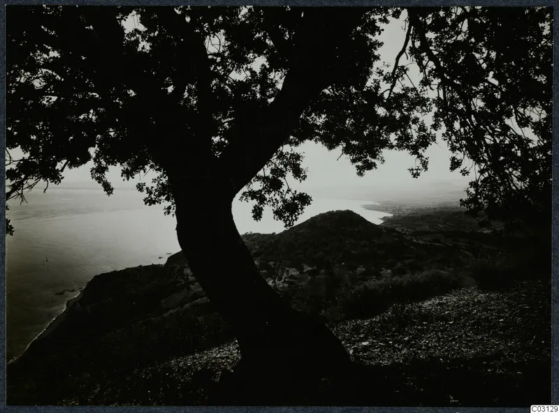 Dark silhouette of a tree in the foreground, with a hill and the curving coast and sea at Vouni beyond