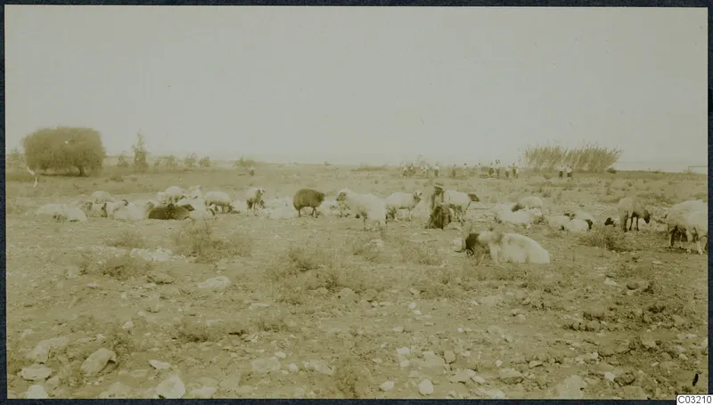 Sheep resting and grazing on dry, stony ground at Soli, with a shepherd standing among them and figures in the distance.