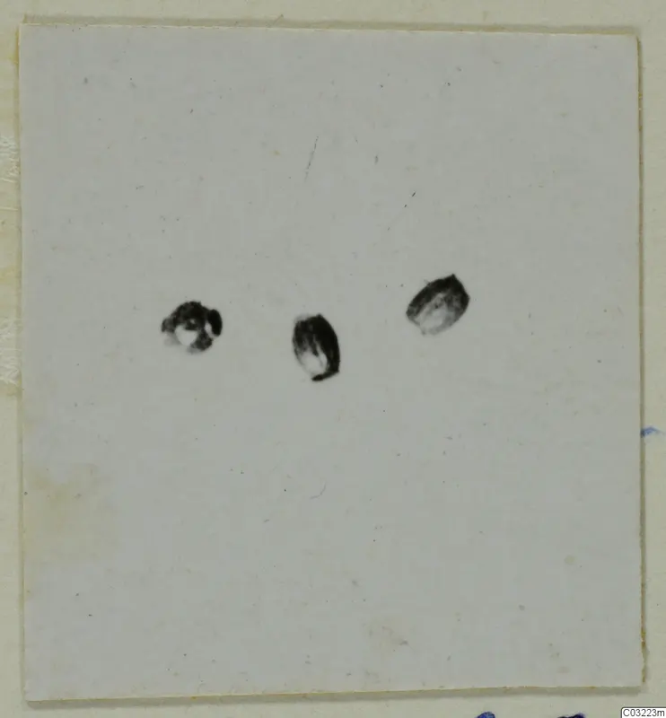Three small dark objects on a pale card, recorded as gold rings, pins and pendants.