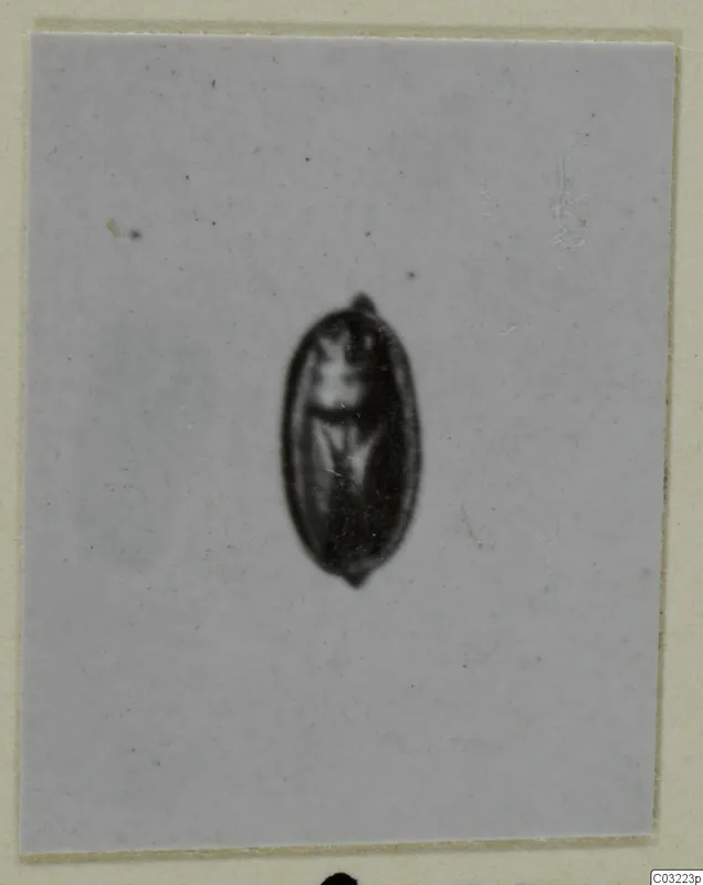Single small oval object with a loop at one end, shown centred on a plain background
