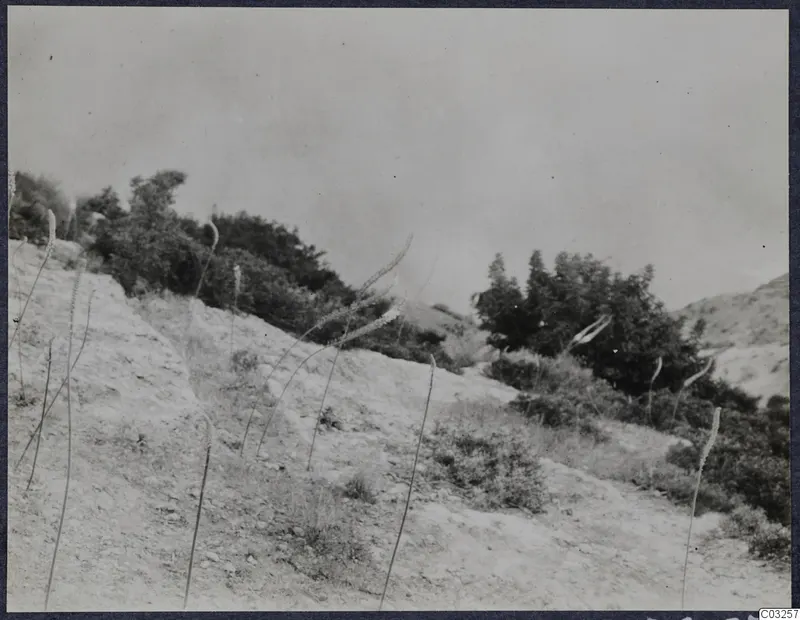 Pale eroded hillside at Vouni Palace with tall flowering stalks, shrubs and trees along the ridge