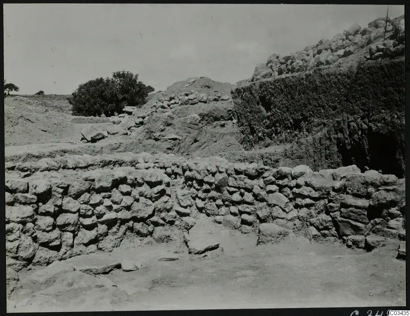 Excavated stone wall at Ayia Irini with a tree and a rising bank of earth and rubble behind it