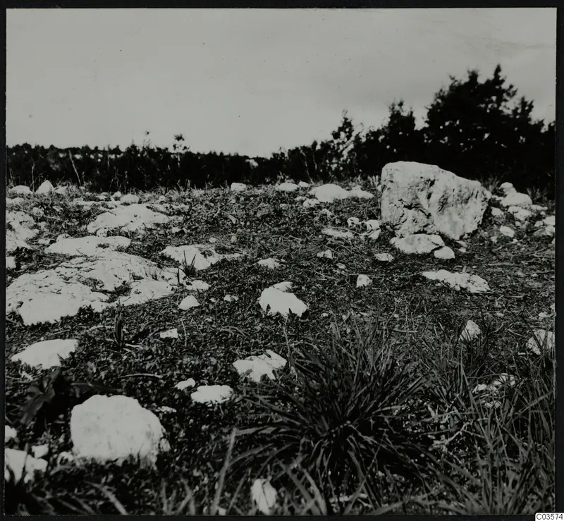 Pale stones scattered over grass and low plants on open ground at Nitovikla, Karpas Peninsula.