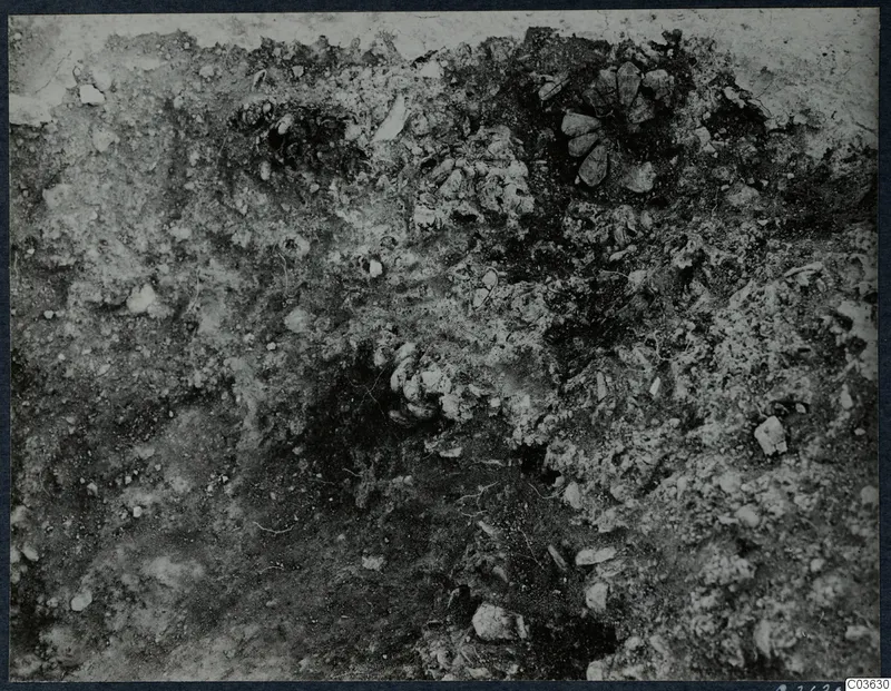 Excavated offering pit at Cholades with clustered pine cones in situ, close detail