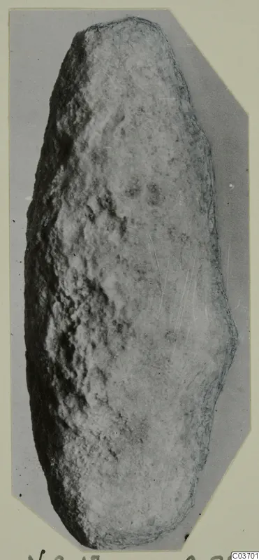 Elongated oval stone object from Vouni, one side rough and pitted, the other smoother