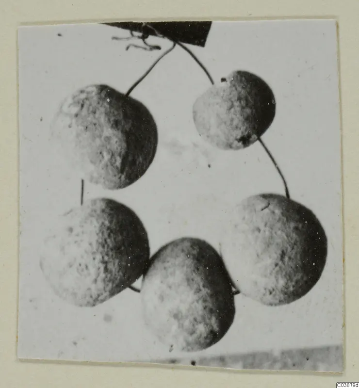 Five rounded, mottled objects hanging on thin stalks from a dark element, small finds from Ayios Iakovos