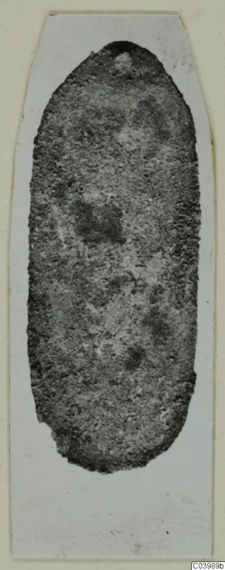Find from Lapithos: elongated dark object with a grainy surface, shown on a pale card mount