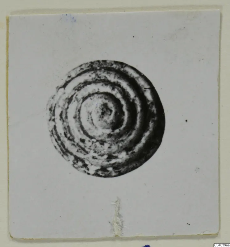 Round find with concentric rings forming a spiral pattern